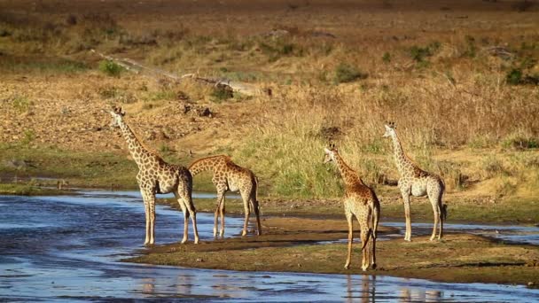 Cuatro Jirafas Bebiendo Orilla Del Río Parque Nacional Kruger Sudáfrica — Vídeos de Stock