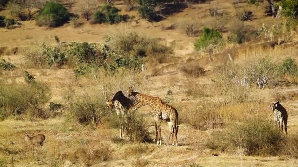 Small Group Giraffes Eating Dry Savannah Kruger National Park South — Vídeo de Stock