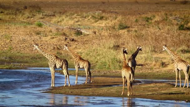 Cinque Giraffe Che Bevono Riva Fiume Nel Parco Nazionale Kruger — Video Stock