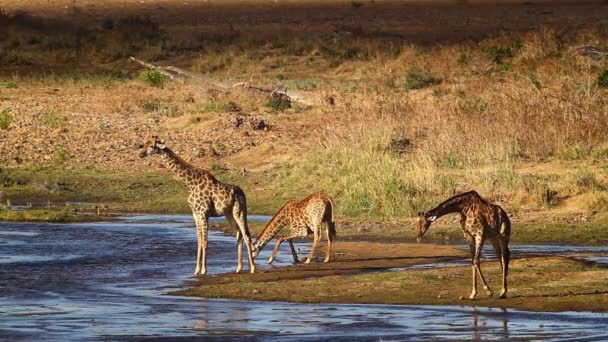 Три Жирафа Пьют Берегу Реки Национальном Парке Крюгер Южная Африка — стоковое видео