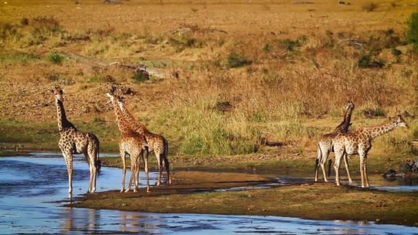 Cinco Jirafas Bebiendo Orilla Del Río Parque Nacional Kruger Sudáfrica — Vídeos de Stock