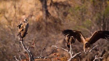 Güney Afrika 'daki Kruger Ulusal Parkı' nda ölü ağaçta bulunan üç beyaz akbaba, Accipitridae familyasından Specie Gyps africanus.