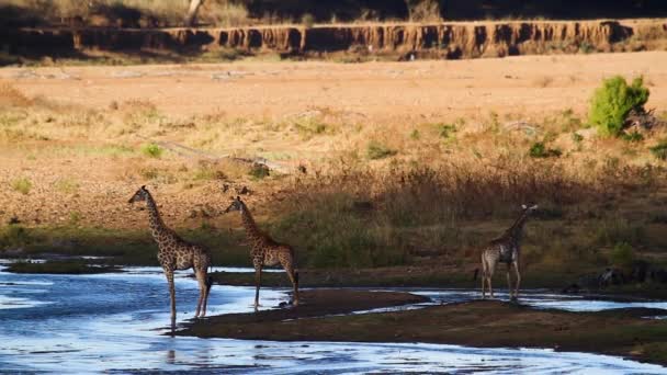 Drie Giraffes Wandelen Langs Rivieroever Kruger National Park Zuid Afrika — Stockvideo
