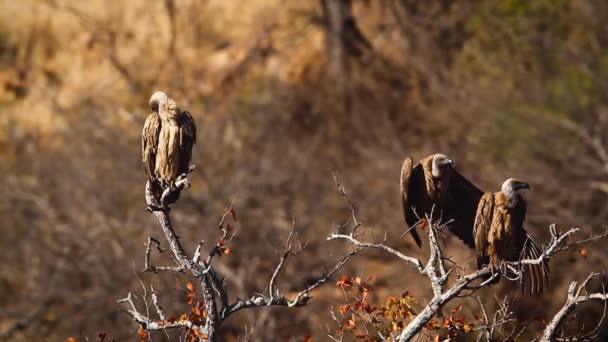 Tres Buitre Blanco Árbol Muerto Parque Nacional Kruger Sudáfrica Especie — Vídeo de stock