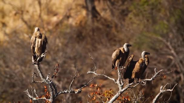 Tres Buitre Blanco Árbol Muerto Parque Nacional Kruger Sudáfrica Especie — Vídeo de stock