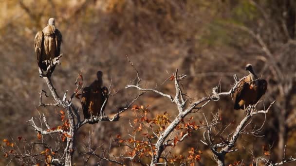 Drei Weißrückengeier Abgestorbenem Baum Kruger Nationalpark Südafrika Specie Gyps Africanus — Stockvideo