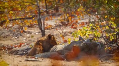 Güney Afrika 'daki Kruger Ulusal Parkı' nda dinlenen iki yavrusu olan Afrika aslanı Felidae 'deki Specie Panthera Leo ailesi