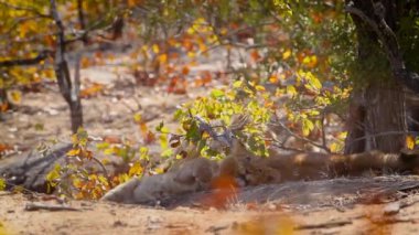 Güney Afrika 'daki Kruger Ulusal Parkı' nda tahta çubukla oynayan sevimli Afrika aslanı yavrusu Felidae 'deki Specie Panthera leo ailesi