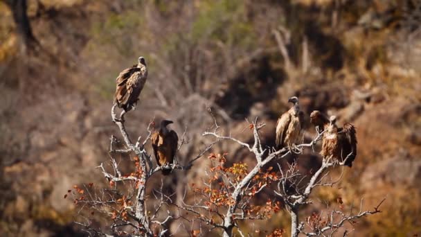 Чотири Білі Підтримували Vulture Мертвому Дереві Національному Парку Крюгер Південна — стокове відео