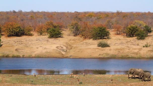 Herd African Bush Elephants Walking Lake Side Kruger National Park — Wideo stockowe