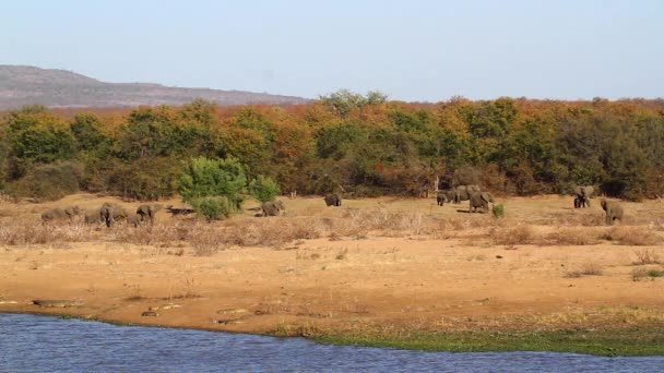 Сад Африканських Слонів Ходять Озерному Боці Національному Парку Крюгер Пар — стокове відео