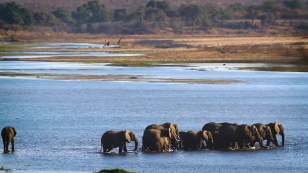 Group African Bush Elephants Crossing River Kruger National Park South — kuvapankkivideo