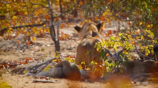 Leona Africana Con Dos Cachorros Descansando Parque Nacional Kruger Sudáfrica — Vídeos de Stock