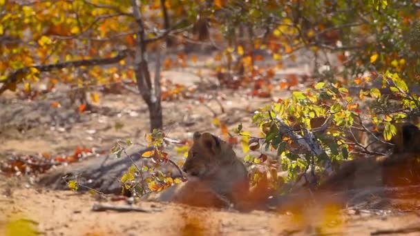 Cute African Lion Cub Playing Wood Stick Kruger National Park — Video