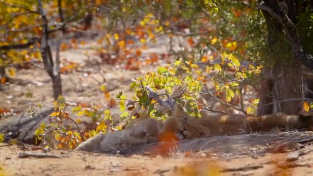 Cute African Lion Cub Playing Wood Stick Kruger National Park — Stockvideo