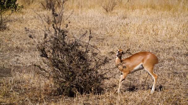 Schattige Jonge Steenbok Mannelijke Eten Struik Kruger National Park Zuid — Stockvideo