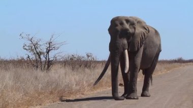 Güney Afrika 'daki Kruger Ulusal Parkı' ndaki safari yolunu tıkayan Majestic Afrika çalı fili dişçisi Specie Loxodonta africana fil familyası
