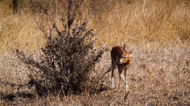 Carino Giovane Steenbok Maschio Mangiare Arbusto Nel Parco Nazionale Kruger — Video Stock