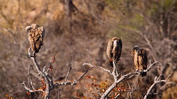 Trzy Białe Sępy Martwym Drzewie Parku Narodowym Kruger Republika Południowej — Wideo stockowe