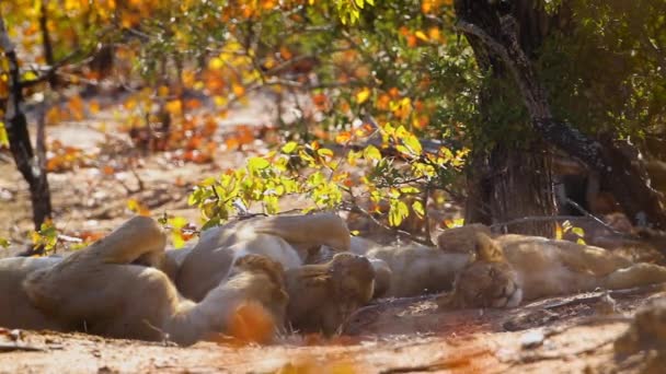 Дві Африканські Левиці Двома Малятами Відпочивають Національному Парку Крюгер Пар — стокове відео