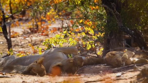 Two African Lioness Two Cub Resting Kruger National Park South — 图库视频影像