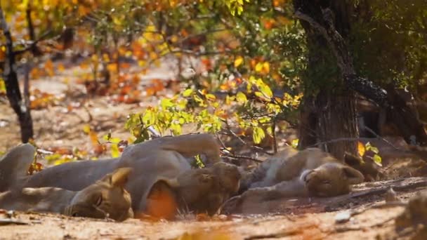 Duas Leoa Africana Com Dois Filhotes Descansando Parque Nacional Kruger — Vídeo de Stock
