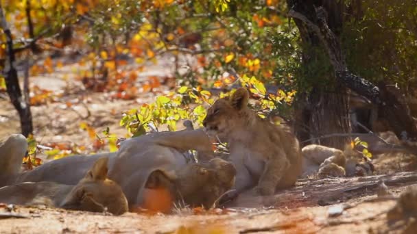 Two African Lioness Two Cub Resting Kruger National Park South — Vídeo de stock