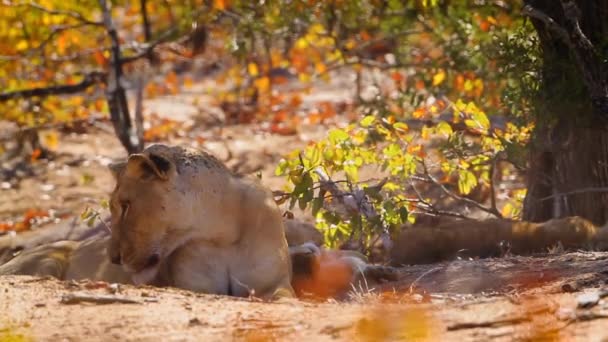 Two African Lioness Two Cub Resting Kruger National Park South — Vídeos de Stock
