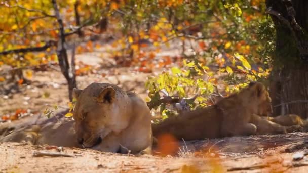 Африканская Львица Двумя Детёнышами Отдыхающими Национальном Парке Крюгер Южная Африка — стоковое видео