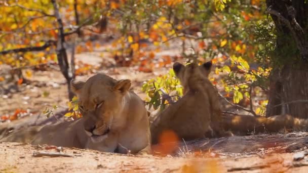 Африканская Львица Двумя Детёнышами Отдыхающими Национальном Парке Крюгер Южная Африка — стоковое видео