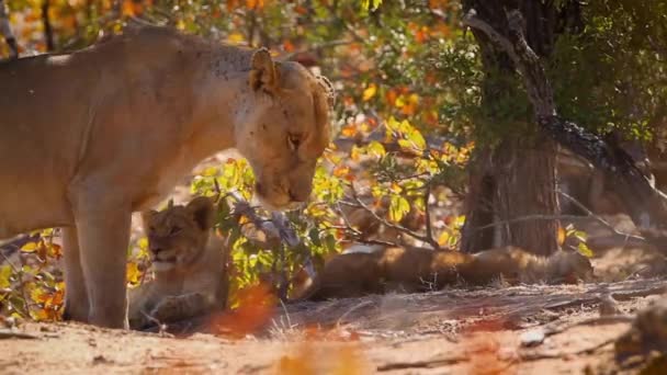 African Lioness Two Cub Resting Kruger National Park South Africa — Wideo stockowe