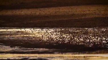 Güney Afrika 'daki Kruger Ulusal Parkı' nda gün batımında suyun üzerinde uçan kırmızı gagalı Quelea sürüsü.