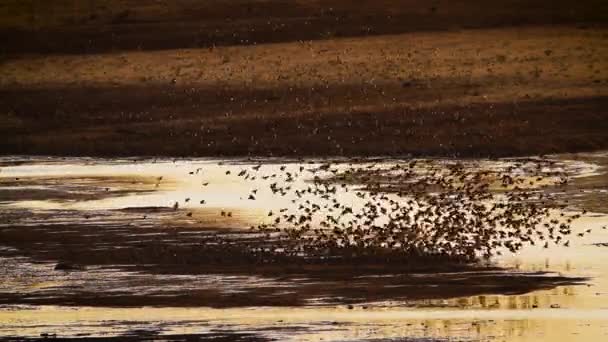 Roodsnavelquelea Koppel Dat Bij Zonsondergang Boven Water Vliegt Het Kruger — Stockvideo