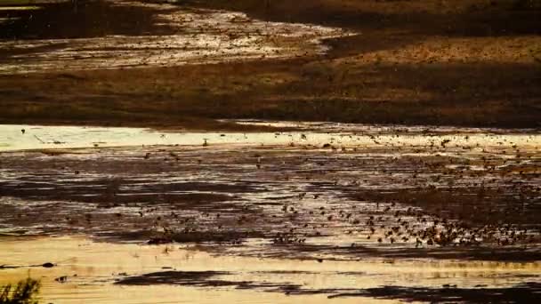 Red Billed Quelea Flock Flying Water Sunset Kruger National Park — ストック動画