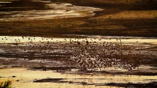 Red Billed Quelea Flock Flying Water Sunset Kruger National Park — Wideo stockowe