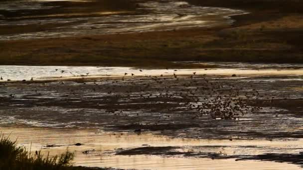 Stado Quelea Zachodzie Słońca Lecące Nad Wodą Parku Narodowym Kruger — Wideo stockowe