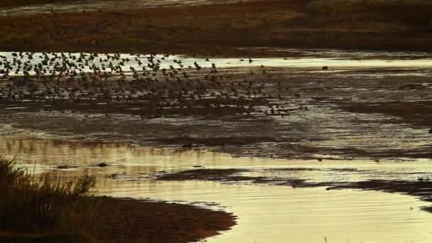 Red Billed Quelea Flock Flying Water Sunset Kruger National Park — Stockvideo