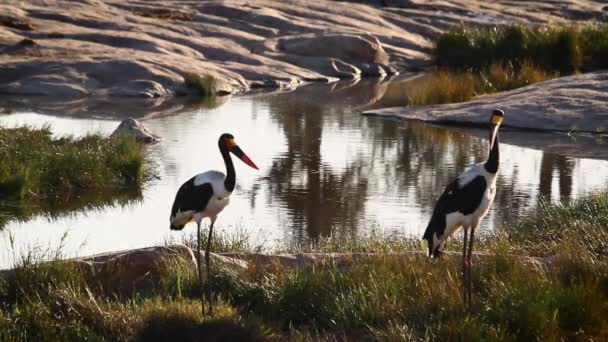 Saddle Billed Stork Flying Front View Slow Motion Kruger National — Αρχείο Βίντεο