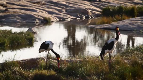 Two Saddle Billed Stork Grooming Preening Kruger National Park South — Stockvideo