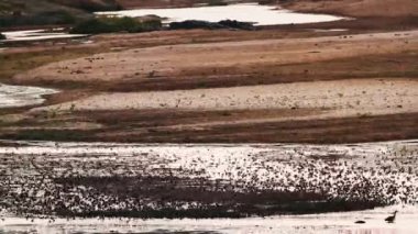 Güney Afrika 'daki Kruger Ulusal Parkı' nda gün batımında suyun üzerinde uçan kırmızı gagalı Quelea sürüsü.