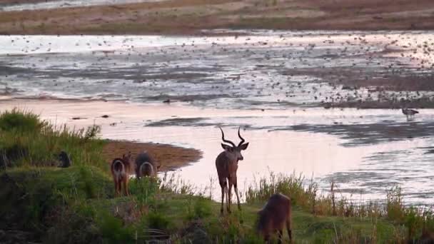 Greater Kudu Waterbuck Grazing Chacma Baboons Flock Birds Flying Riverside — Vídeo de stock