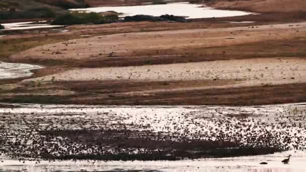 Red Billed Quelea Flock Flying Water Sunset Kruger National Park — Video