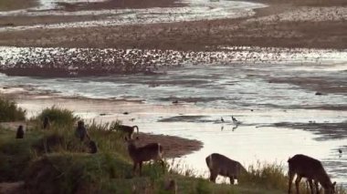 Waterbuck grazing, chacma baboons and flock of birds flying in riverside in Kruger National park, South Africa