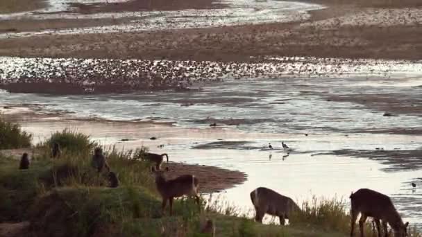 Waterbuck Grazing Chacma Baboons Flock Birds Flying Riverside Kruger National — Video Stock