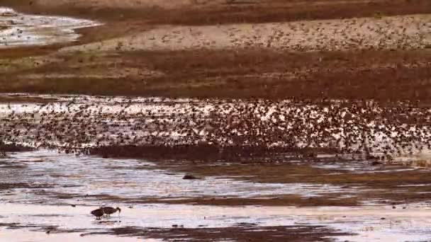 Red Billed Quelea Flock Flying Water Sunset Kruger National Park — Video