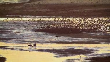 Güney Afrika 'daki Kruger Ulusal Parkı' nda gün batımında suyun üzerinde uçan kırmızı gagalı Quelea sürüsü.