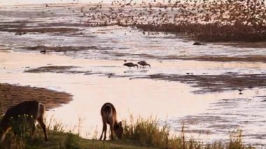 Su geyiği otlaması, kaz dalışı ve nehir kenarında uçan kuş sürüsü Kruger Ulusal Parkı, Güney Afrika