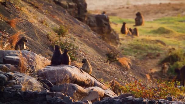 Chacma Baboon Kelompok Terkenal Saat Fajar Kruger Taman Nasional Afrika — Stok Video
