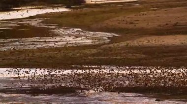 Red-billed Quelea flock flying above water at sunset in Kruger National park, South Africa ; Specie Quelea quelea family of Ploceidae