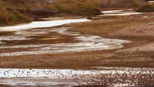 Red Billed Quelea Flock Flying Water Sunset Kruger National Park — ストック動画